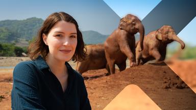 Faszination Erde: Thailand - Der Wildnis zu nah?