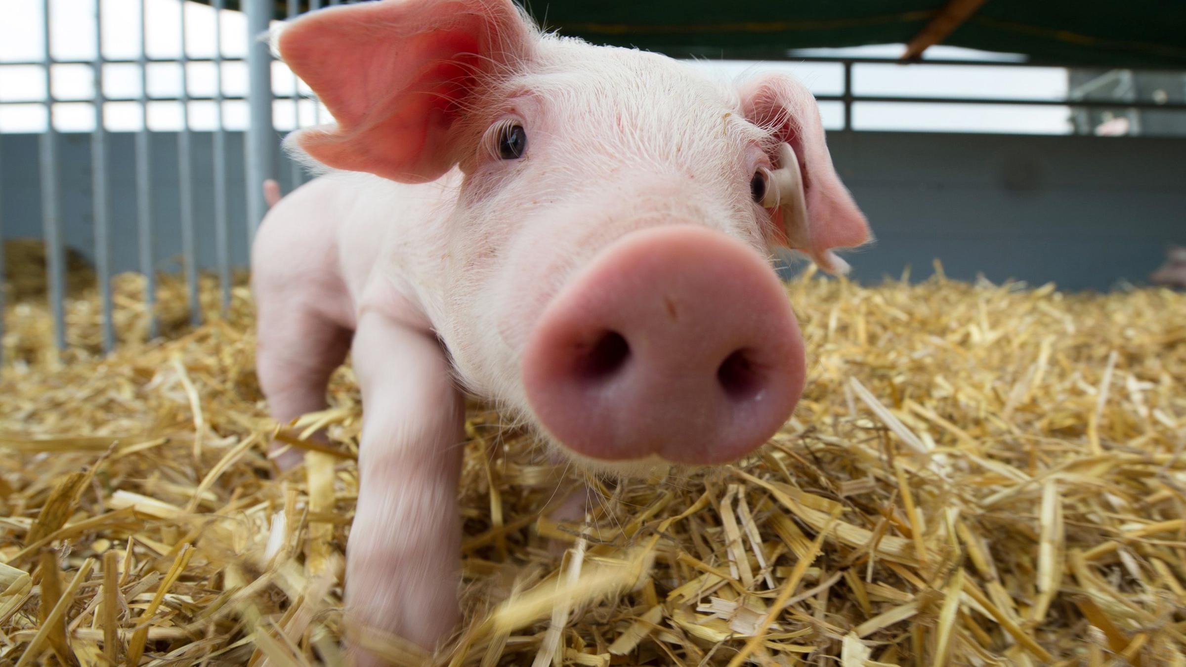 какого цвета свинки. рыжие свинья дюрок. поросята окрас. рыжий поросенок. поросята цветные.