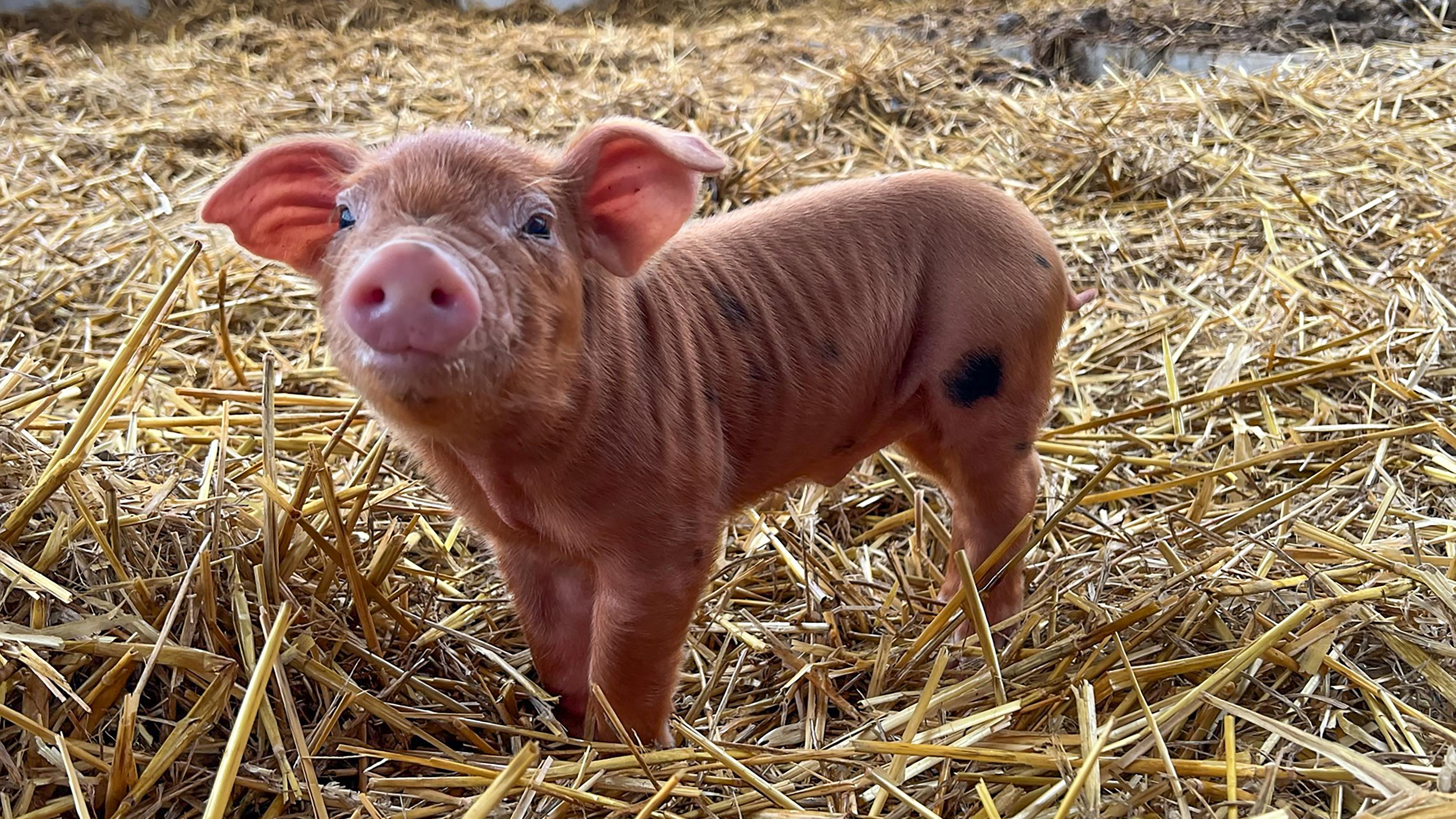 Ein kleines Ferkel auf dem Hof Birkeneck steht auf Stroh