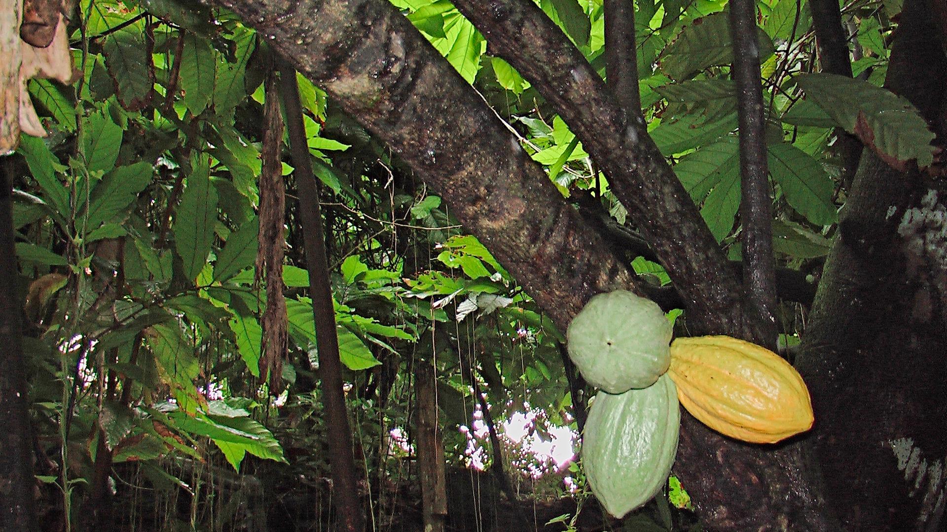 Eine Kakaopflanze auf Martinique