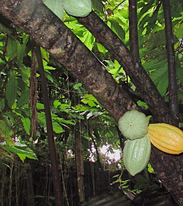 Eine Kakaopflanze auf Martinique