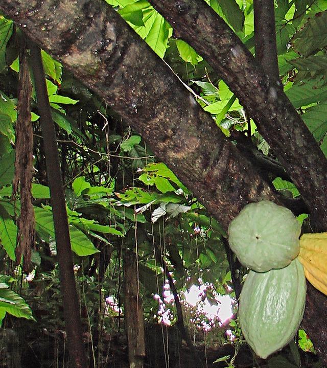Eine Kakaopflanze auf Martinique
