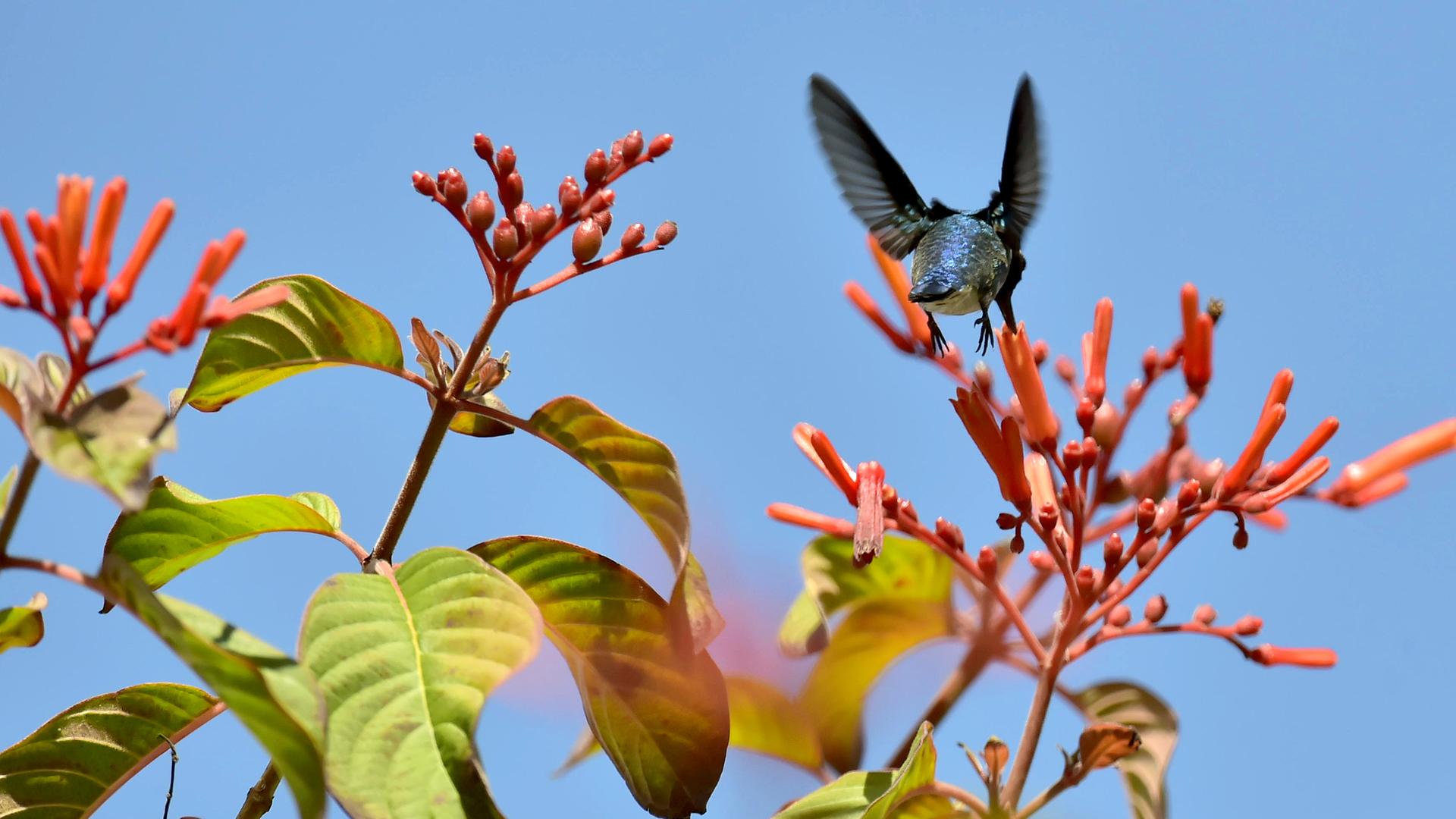 Kubanischer Bienenkolibri 