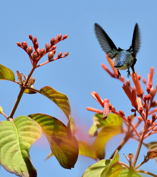 Kubanischer Bienenkolibri 