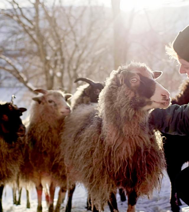 Eine Person streichelt ein Schaf