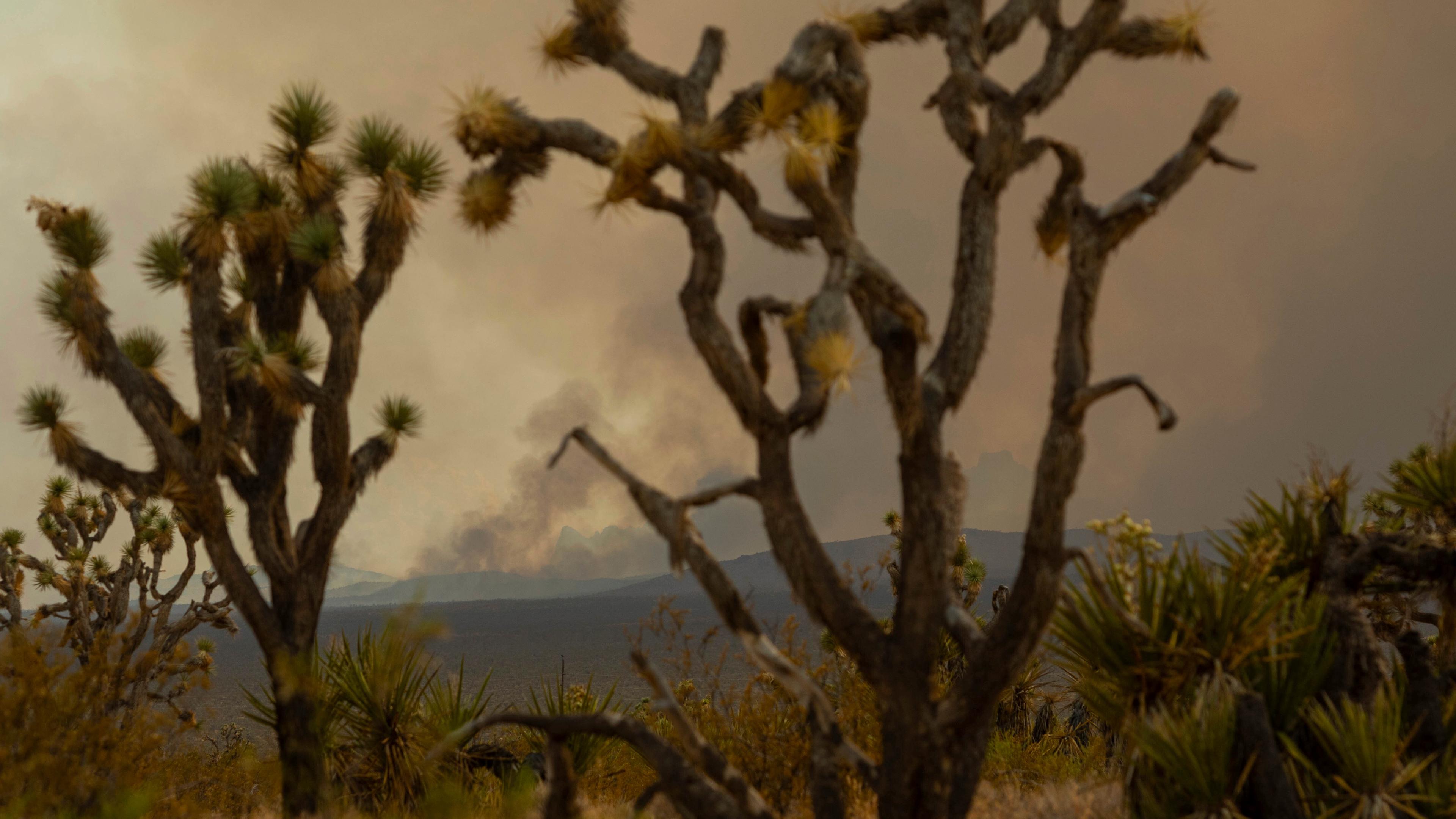 Ein gewaltiger Waldbrand hat sich in der in der Mojave-Wüste ausgebreitet