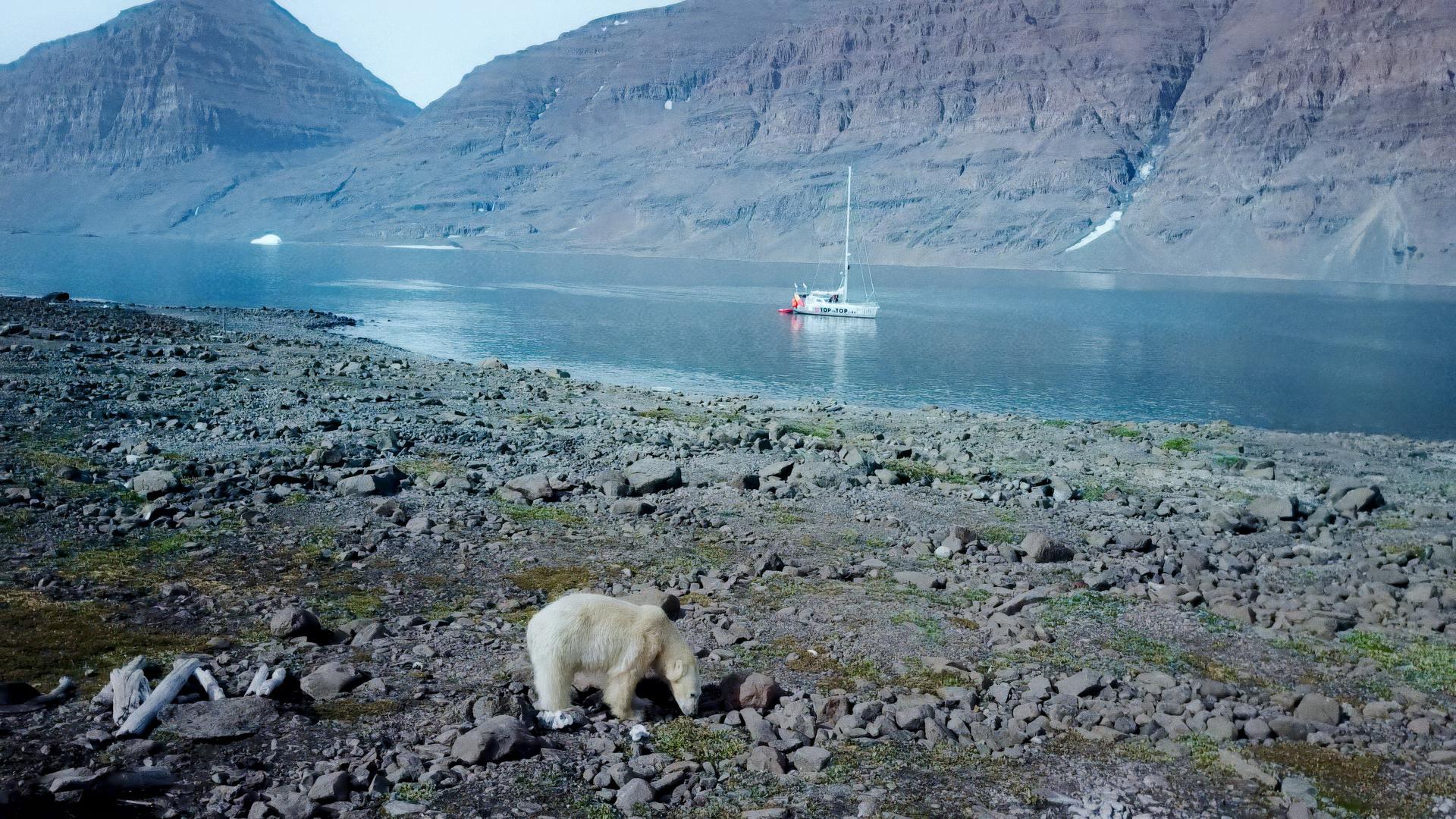 In einer Landschaft sieht man einen Eisbären, im Hintergrund fährt ein Schiff.