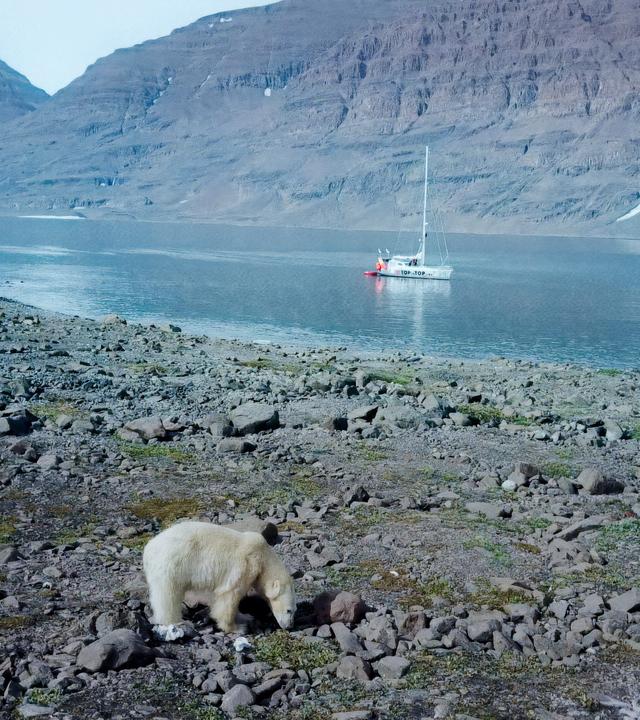 In einer Landschaft sieht man einen Eisbären, im Hintergrund fährt ein Schiff.