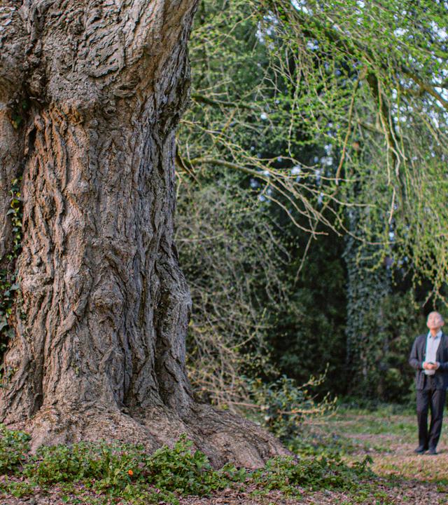 Ein Mann schaut einen riesigen Baum in einem Park an.