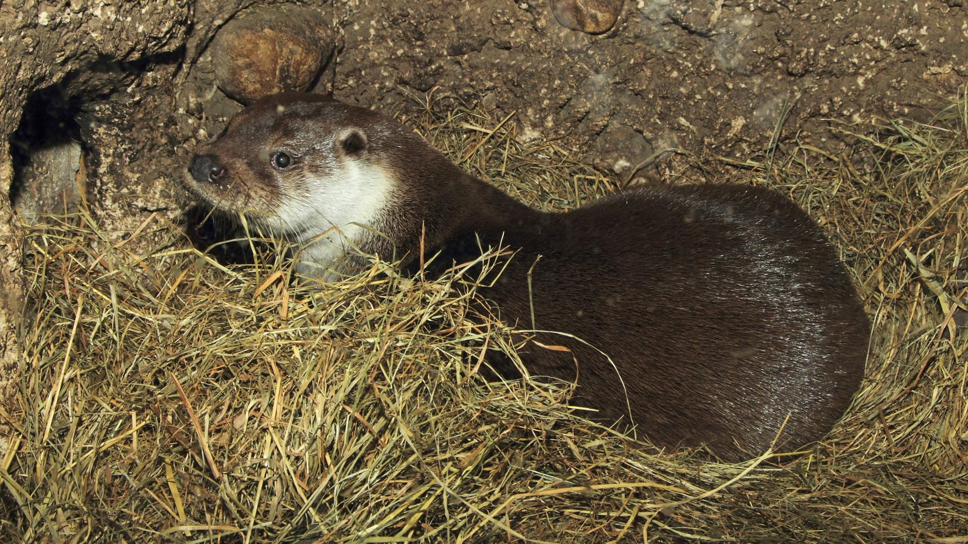 Ein europäischer Fischotter ruht im mit Stroh ausgekleideten Bau.