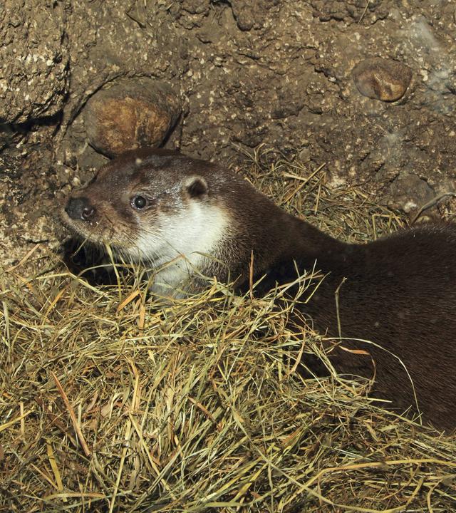 Ein europäischer Fischotter ruht im mit Stroh ausgekleideten Bau.