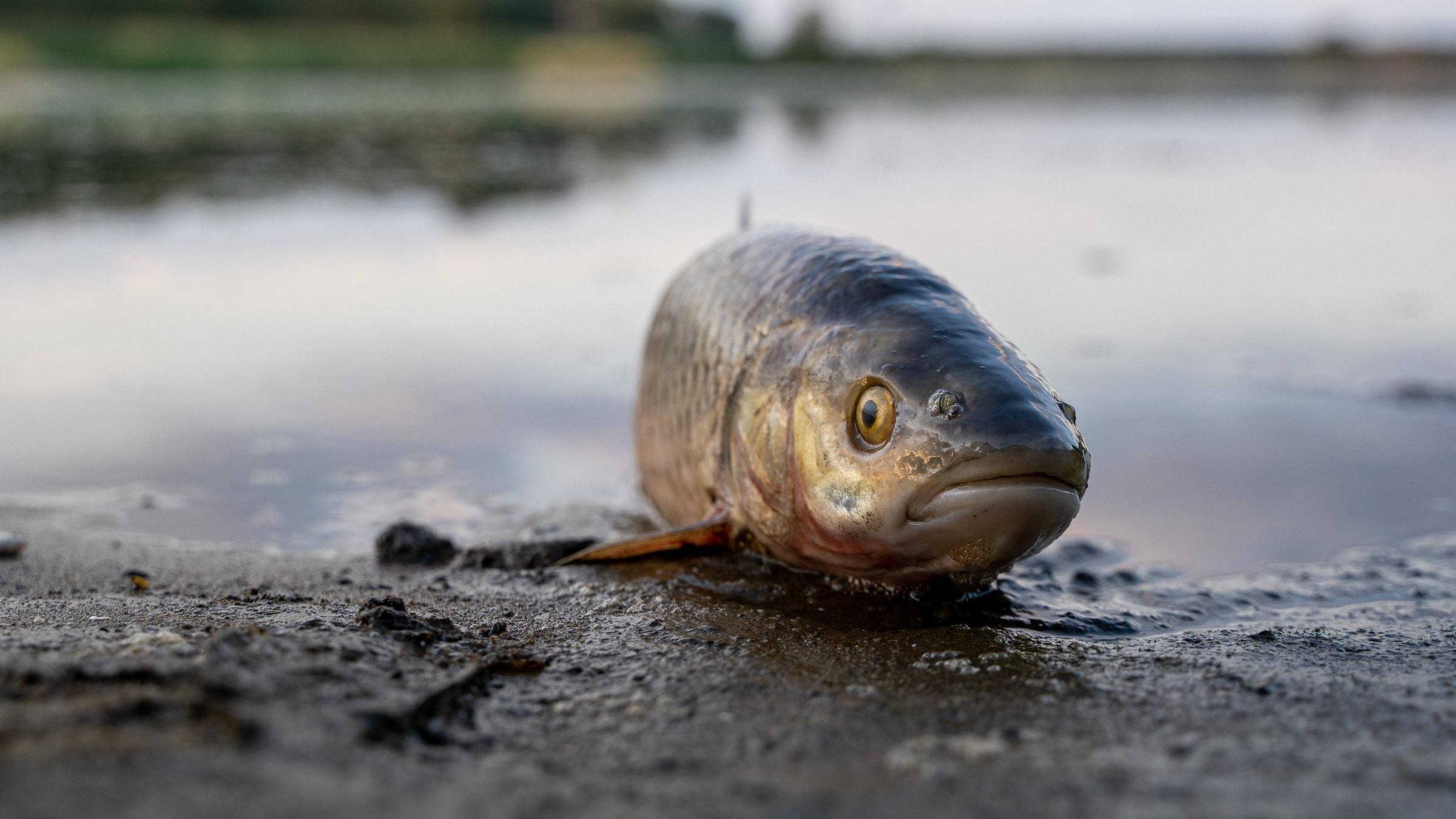 Ein toter Fisch am Ufer