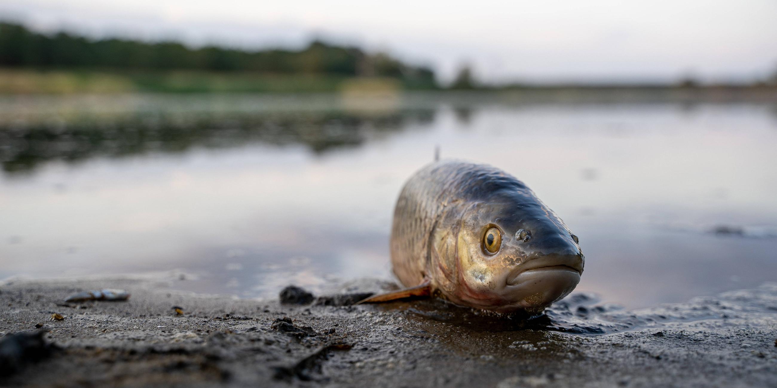 Ein toter Fisch am Ufer