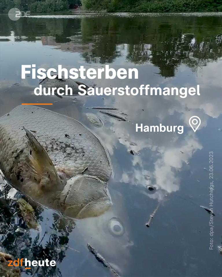 Fischsterben durch Sauerstoffmangel in Hamburg. 