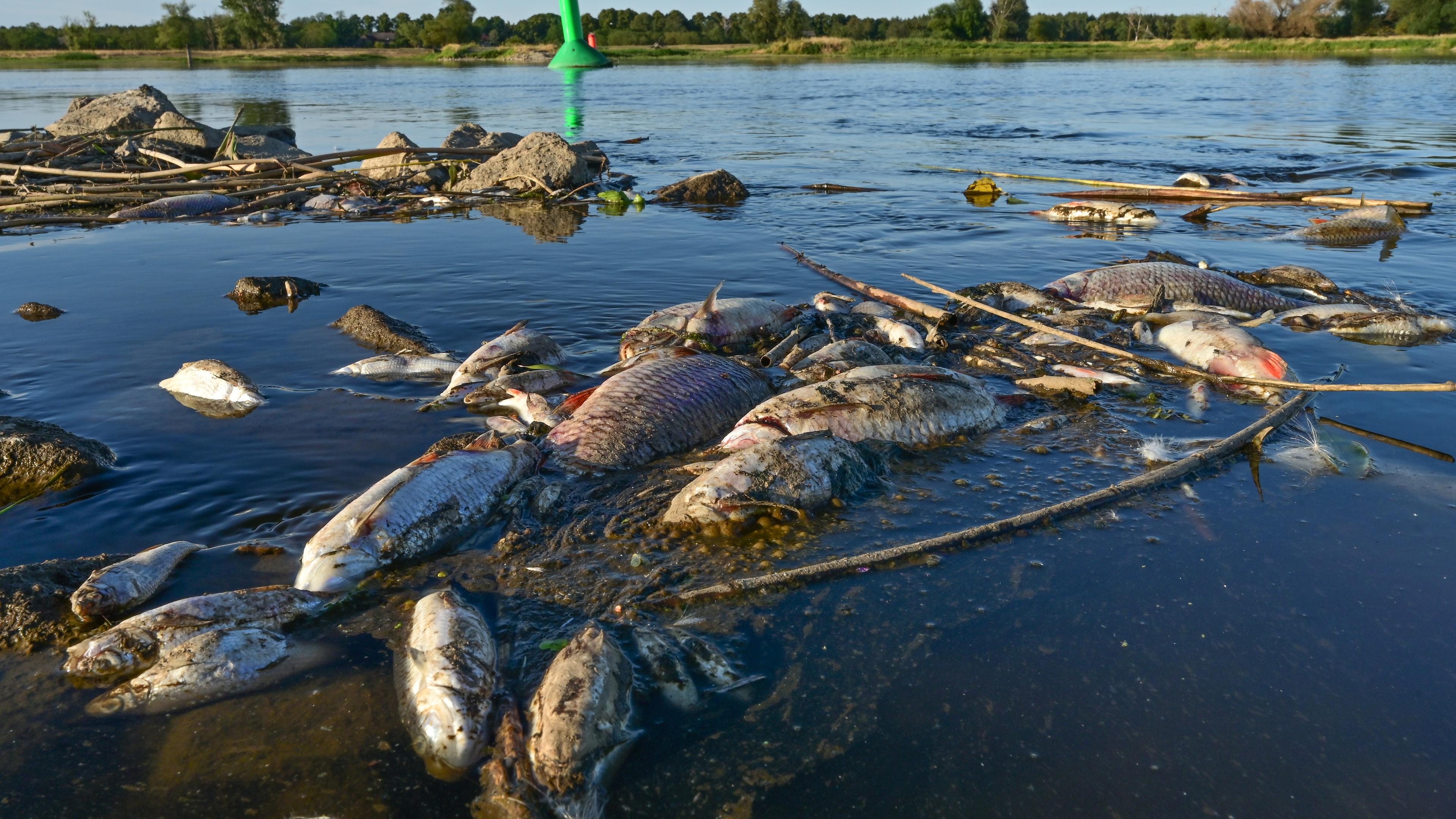 Zahlreiche tote Fische treiben in der Oder