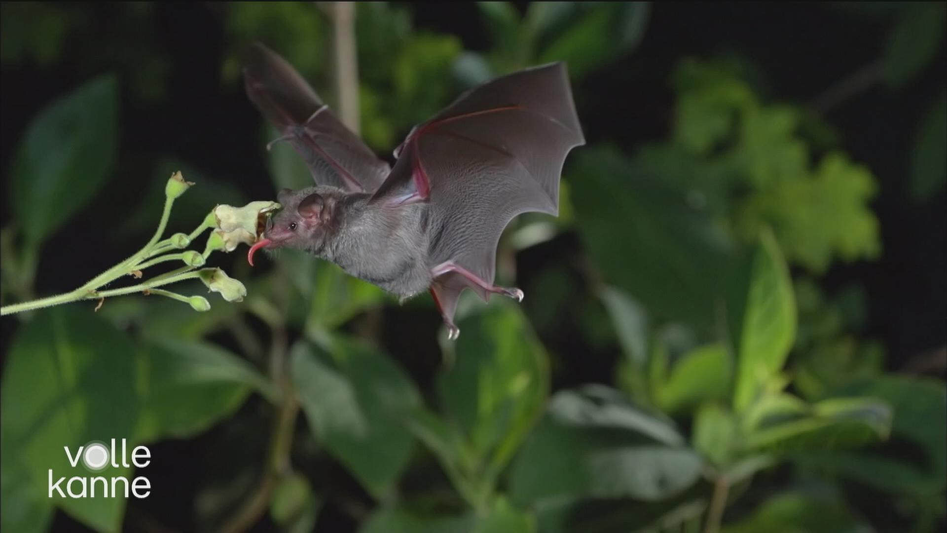 Eine fliegende Fledermaus