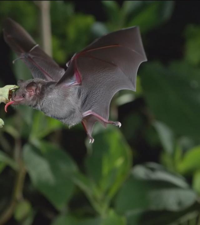 Eine fliegende Fledermaus