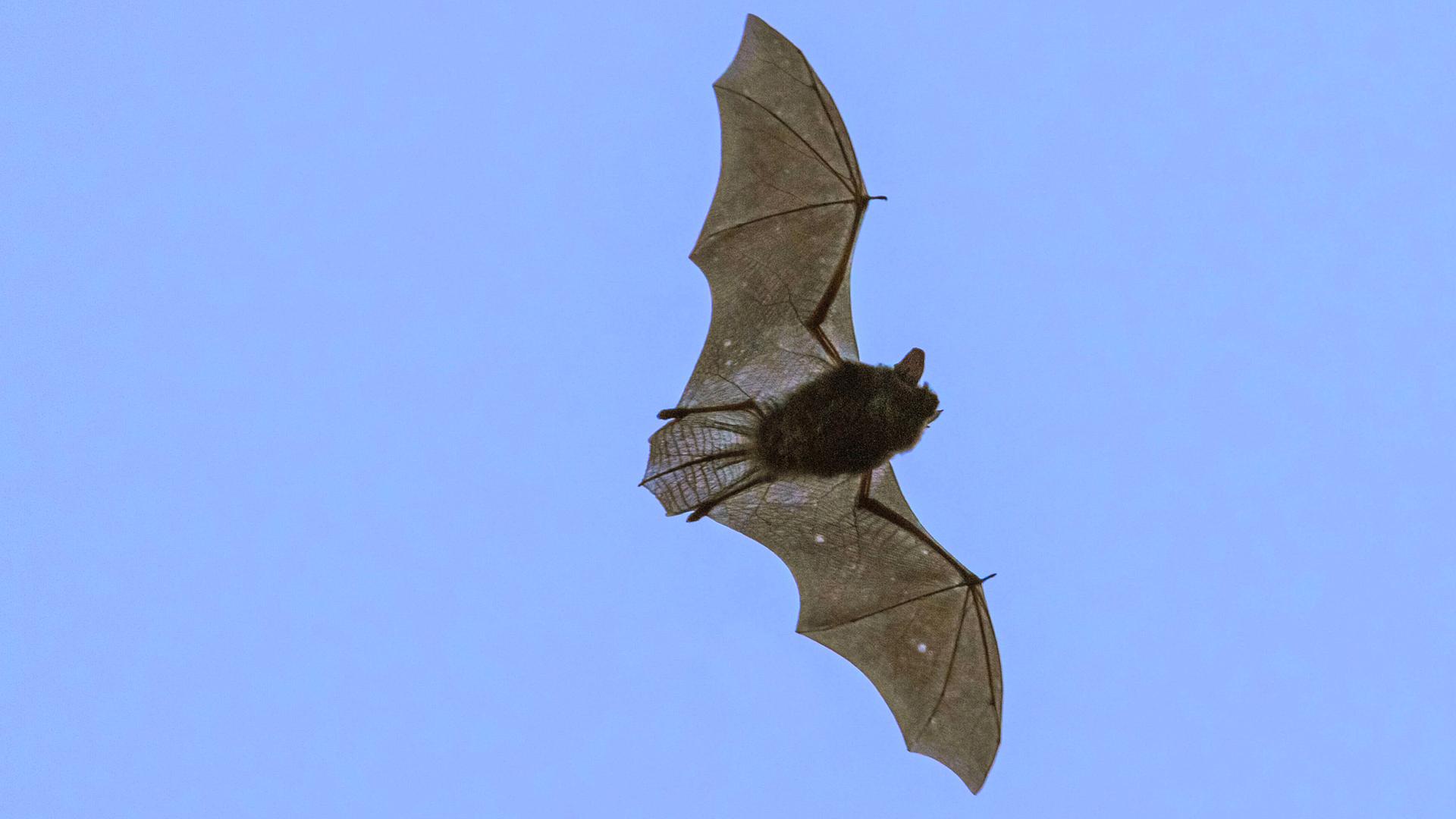 Zwerg-Fledermaus fliegt in der Abenddaemmerung