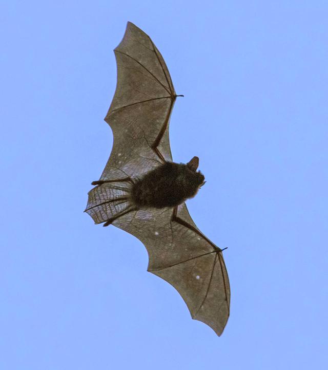 Zwerg-Fledermaus fliegt in der Abenddaemmerung