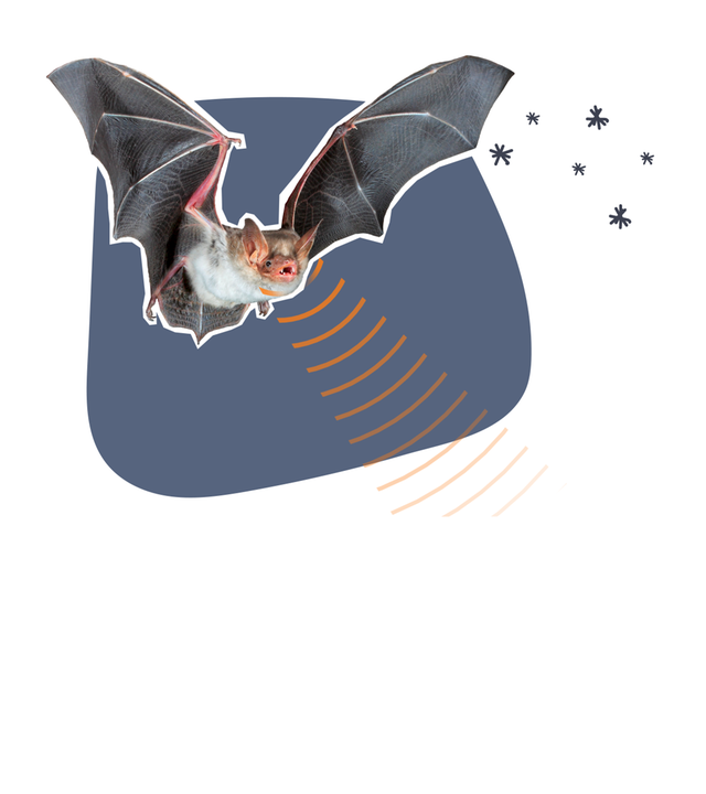 Grafik: Fledermaus mit Echo-Wellen