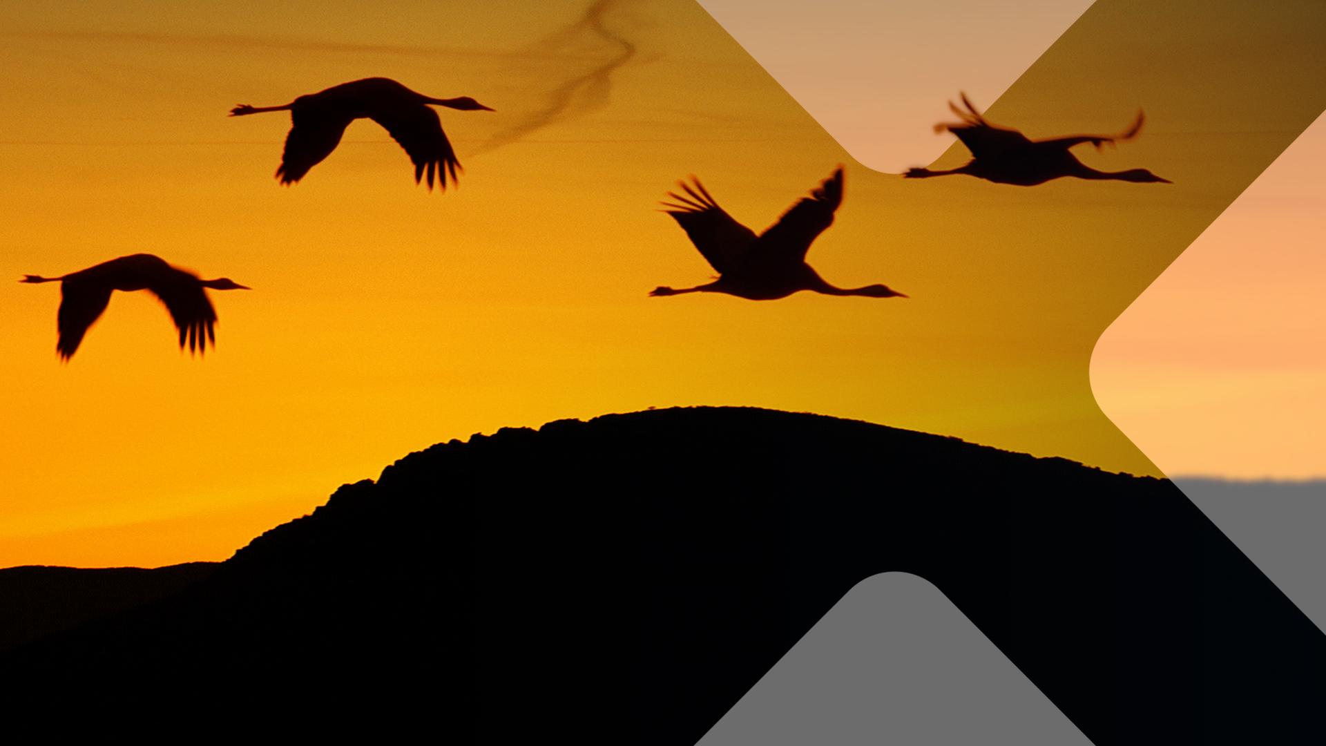 Abendstimmung: Vier Kraniche fliegen über einen Berg.