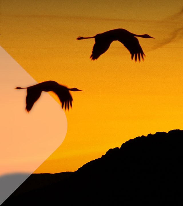 Abendstimmung: Vier Kraniche fliegen über einen Berg.