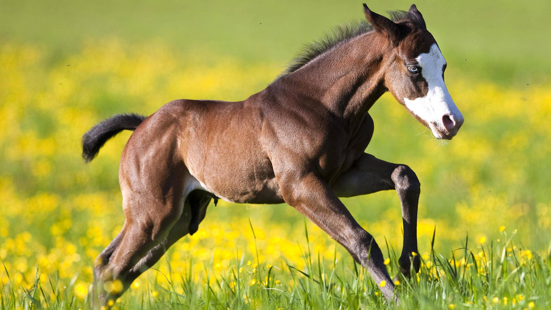 Dunkelbraunes Fohlen in der Seitenansicht läuft über Wiese