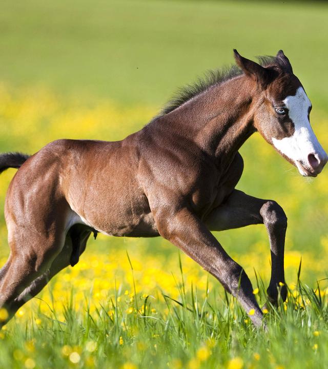 Dunkelbraunes Fohlen in der Seitenansicht läuft über Wiese