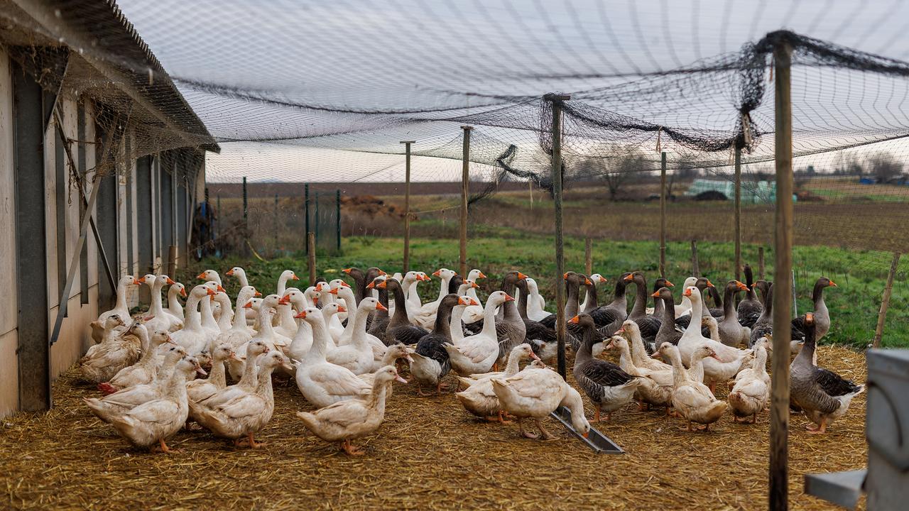 Bien culturel ou torture : contentieux du foie gras en France
