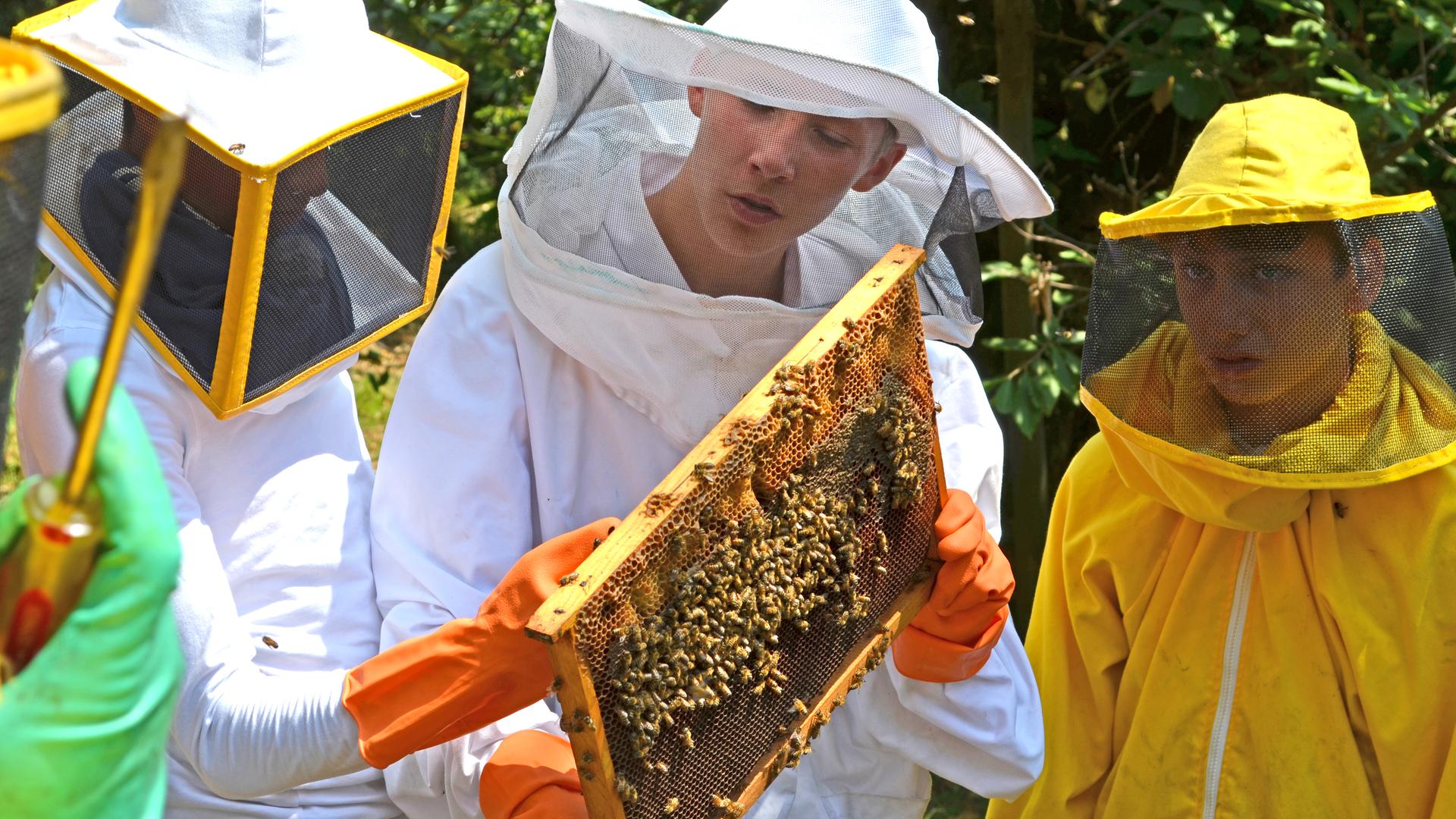 Die Jungs versuchen sich als Imker, mit entsprechenden Anzügen und einer Wabe mit Bienen in der Hand.