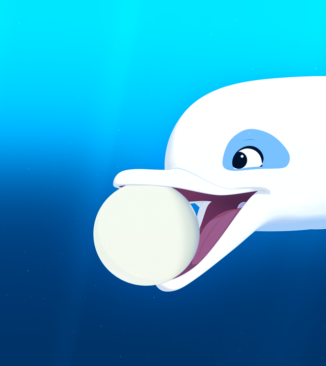 Zoom, der weiße Delfin, hat die Perle im Maul.
