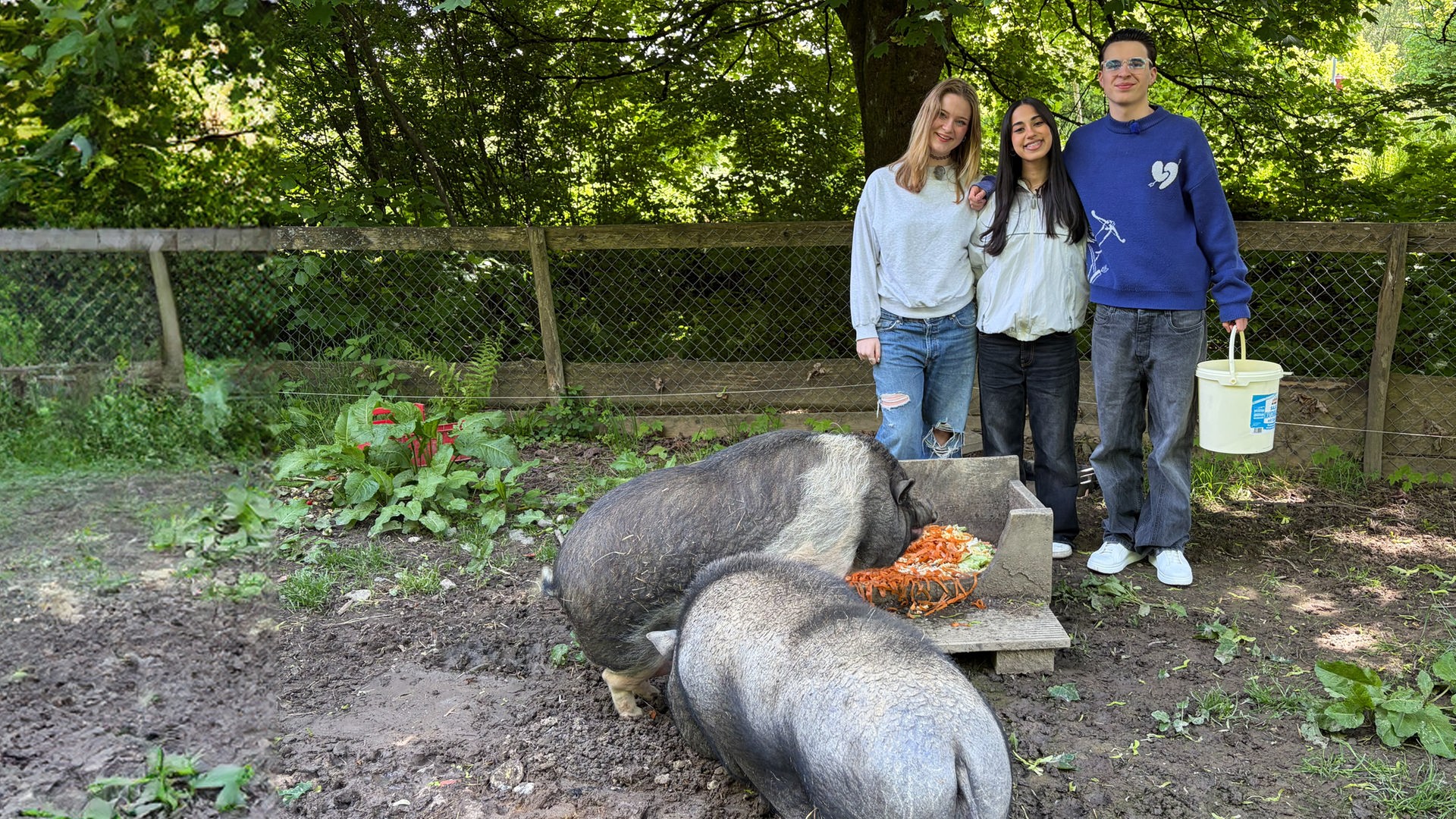 Drei Jugendliche stehen Arm in Arm in einem großen Gehege mit schulterhohem Zaun mitten im Wald. Im Vordergrund sind zwei graue Hängebauchschweine zu sehen, die sich über Gemüsestreifen in einem Holztrog hermachen. Die Jugendlichen stehen hinter dem Holztrog und grinsen in die Kamera. Ein Junge hält einen Plastikeimer in der Hand.
