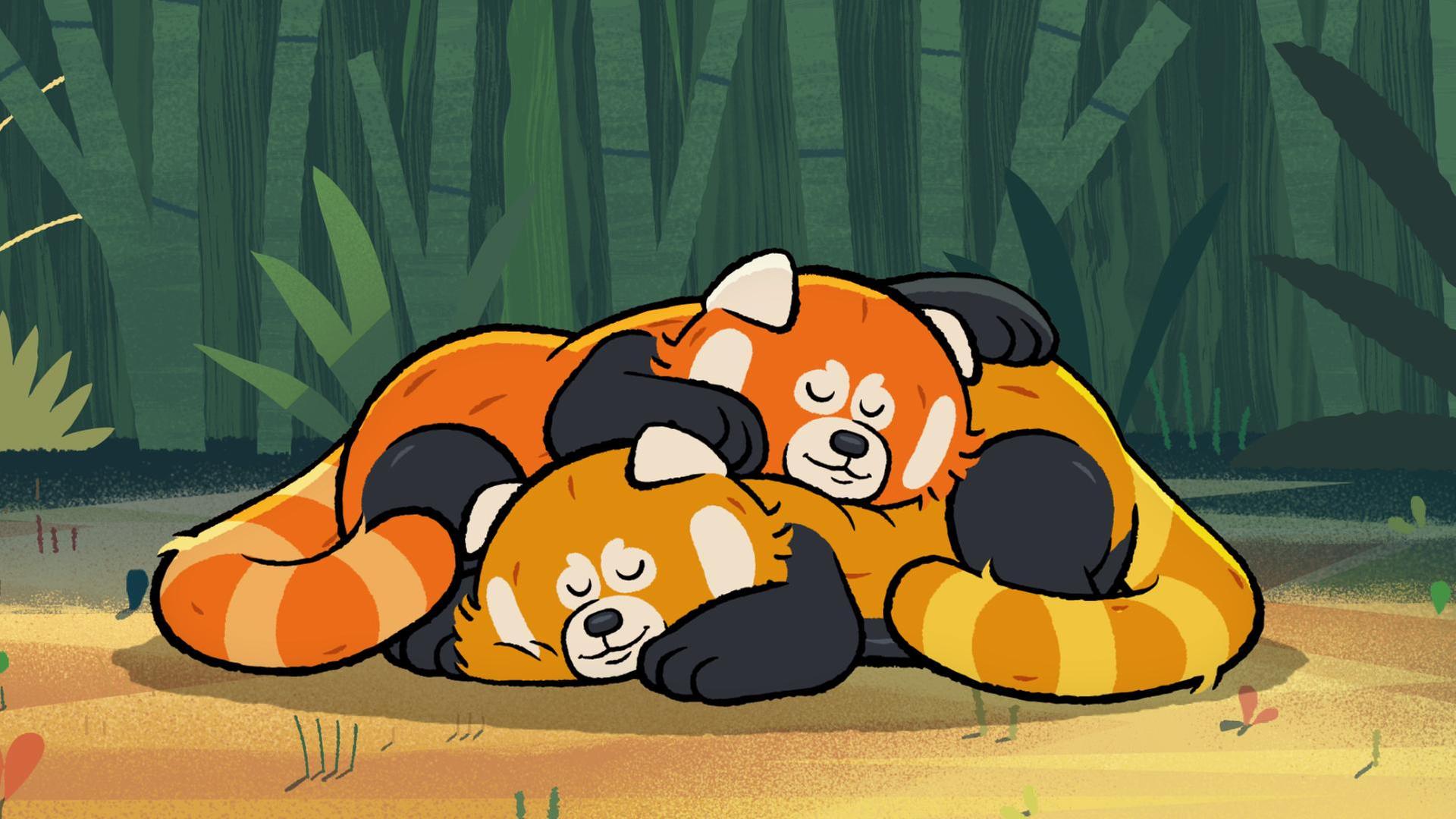 Zwei rote Pandas liegen eng verschlungen ineinander und schlafen.