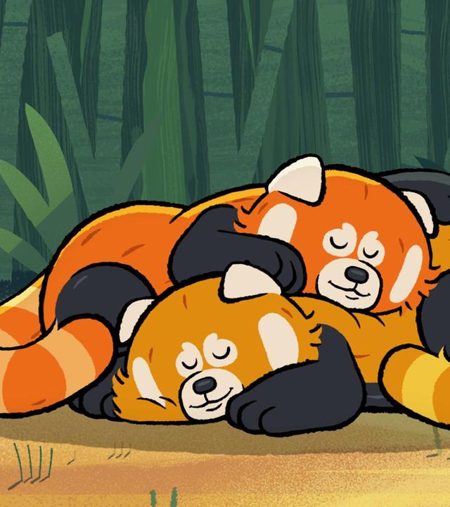 Zwei rote Pandas liegen eng verschlungen ineinander und schlafen.