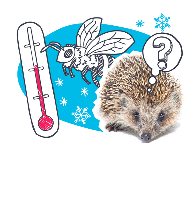 Eine Collage zeigt ein Foto von einem Igel, eine Zeichnung von einer Biene, daneben ein rotes Thermometer, dahinter sind Schneeflocken und ein Fragezeichen in einer Gedankenblase zu sehen.