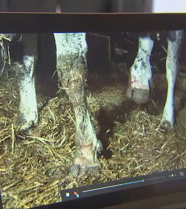 Ein Laptop zeigt die Beine von Milchkühen