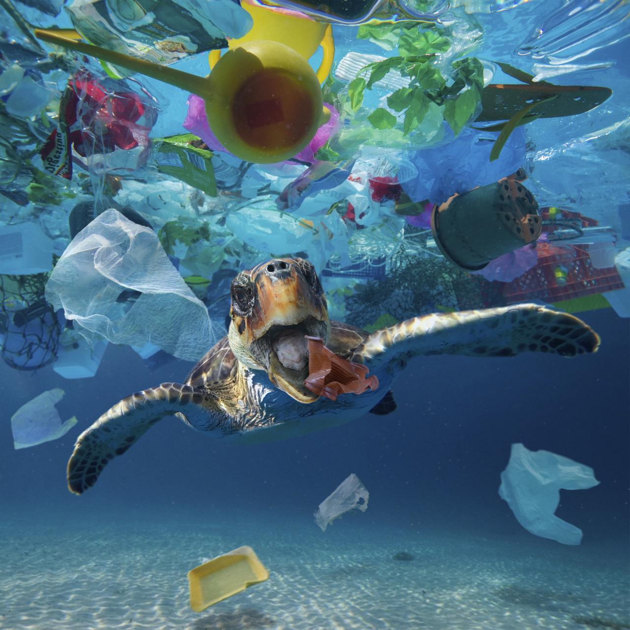 Eine Schildkröte schwimmt zwischen Müll im Meer.