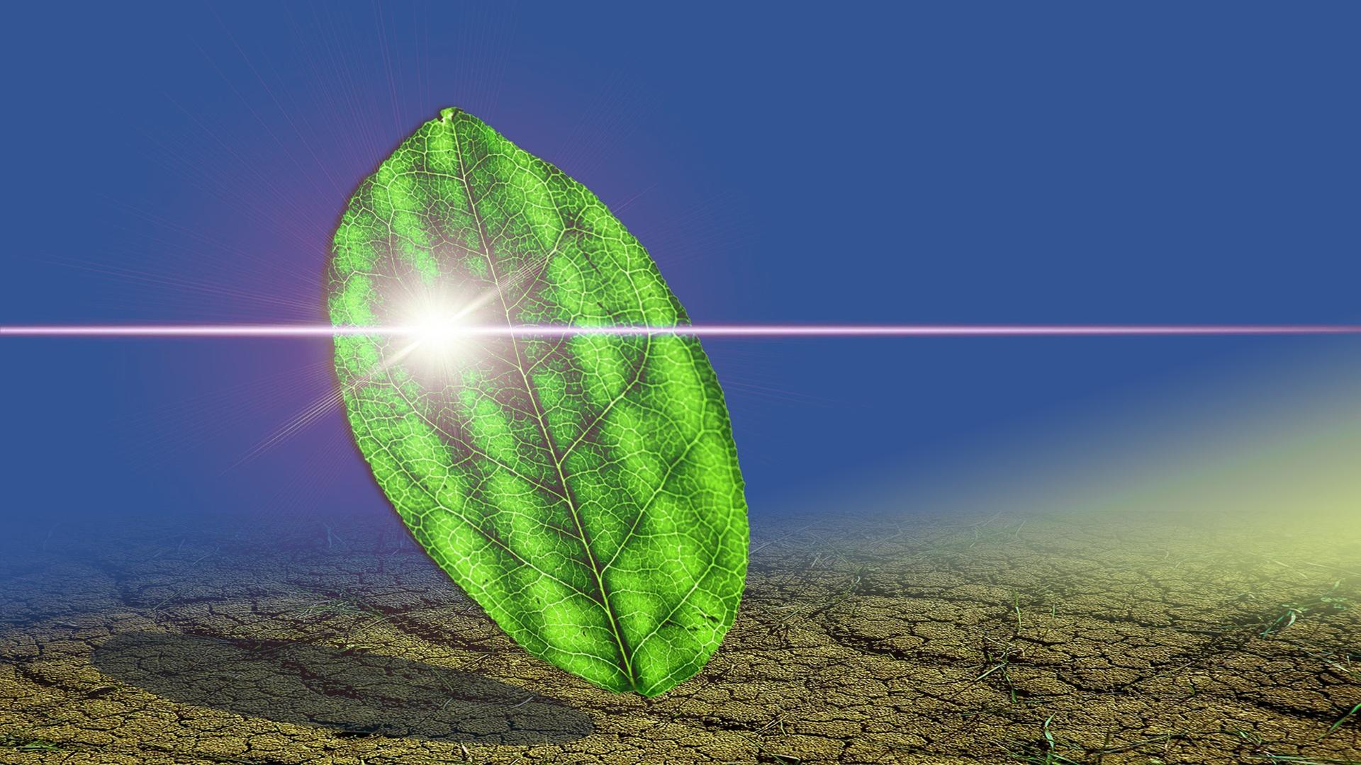 Bild für Wie funktioniert die Fotosynthese?