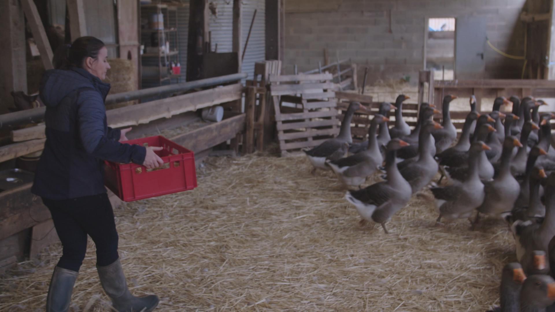 Frankreichs umstrittene Foie Gras