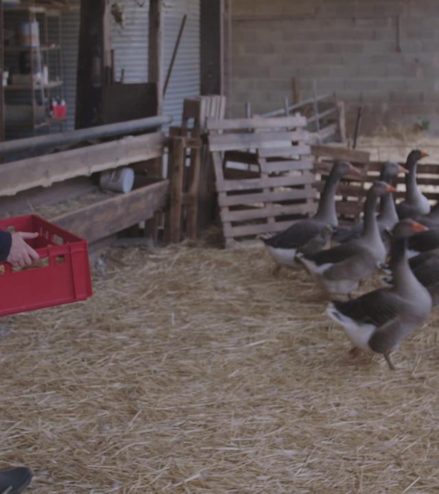 Frankreichs umstrittene Foie Gras