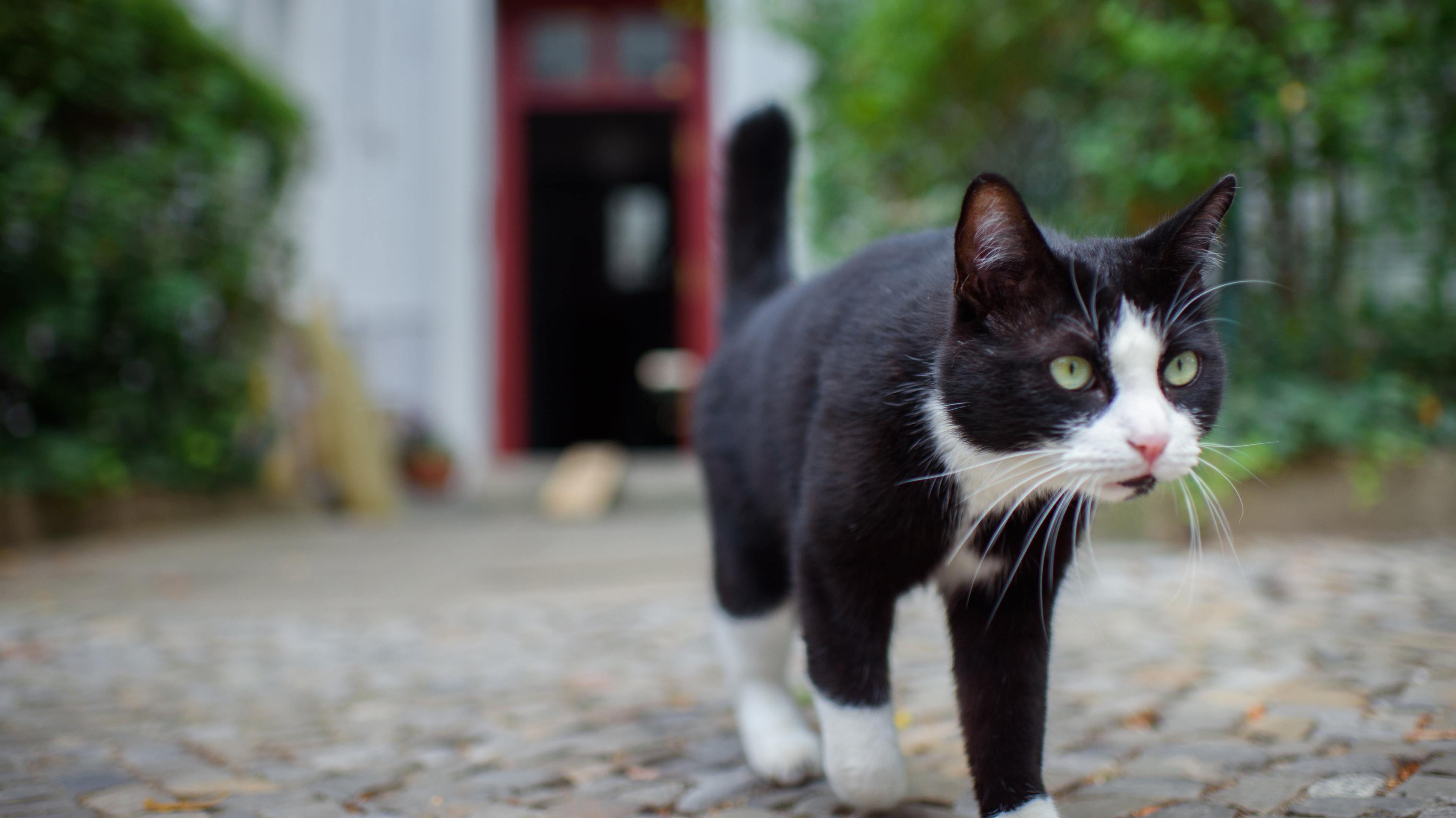 Eine freilaufende Katze läuft vor einem Hauseingang.