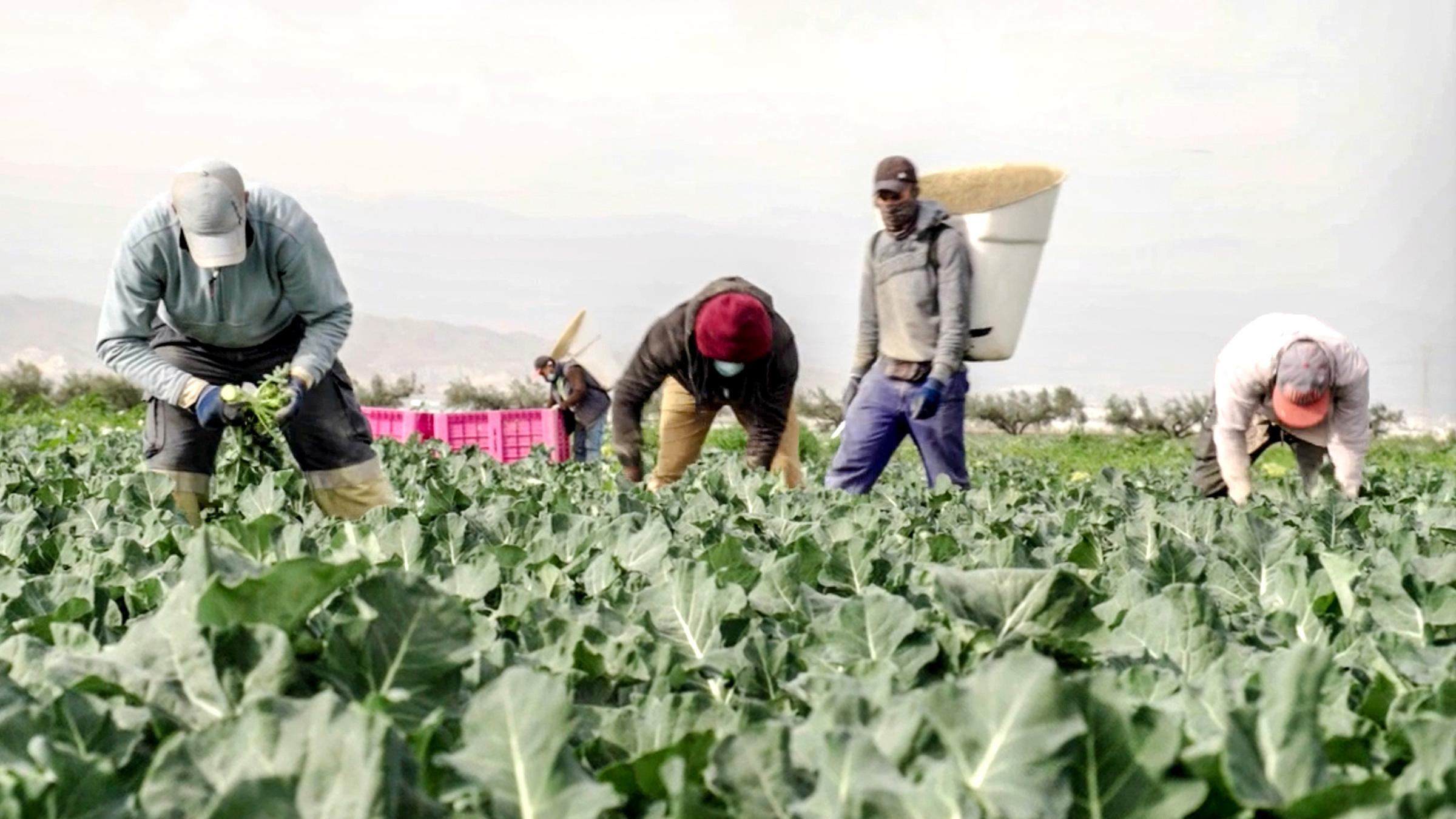 Erntehelfer auf einem Gemüsefeld in Spanien