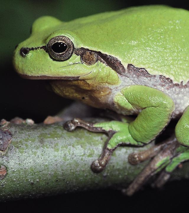 Frosch sitz auf einem Ast