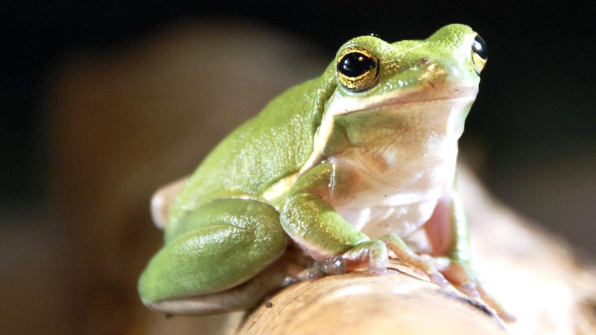 Frosch auf einem Ast