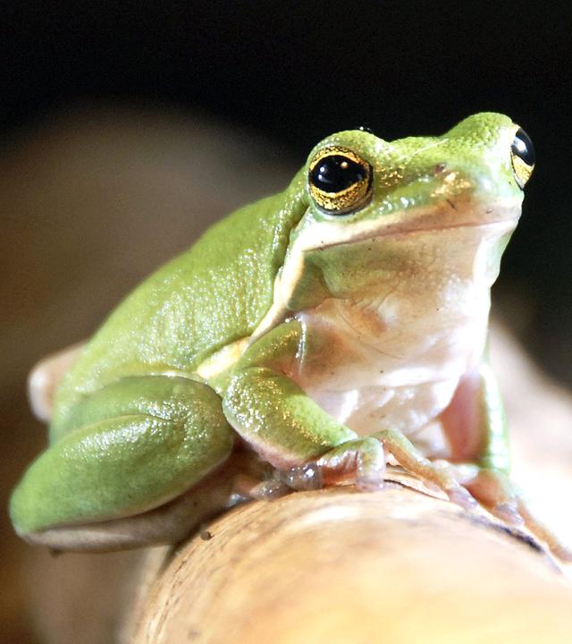 Frosch auf einem Ast