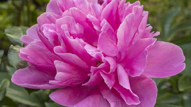 Blühende Pfingstrose