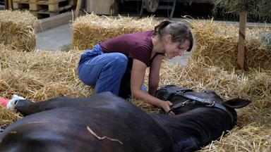 "Frühling - Sand unter den Füßen": Tierärztin Filippa Furtado (Cristina do Rego) kniet neben einem Pferd mit einem Verband am Bein, das im Stroh liegt, und streichelt es.