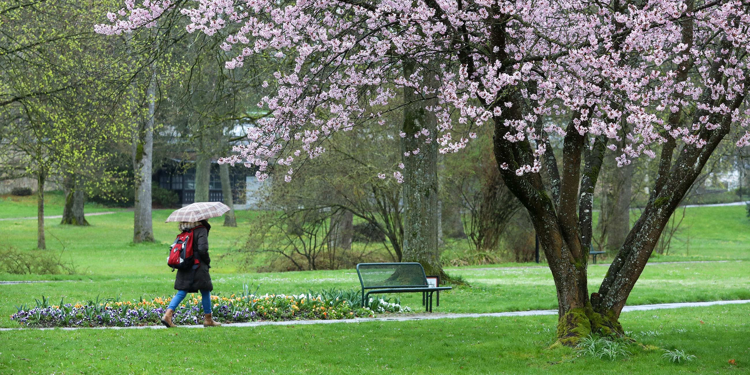 Eine Frau mit Regenschirm geht durch einen Park mit blühenden Bäumen