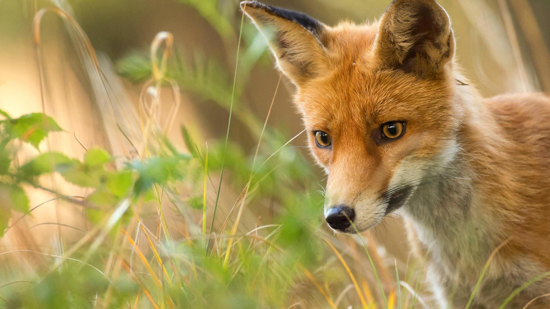 Rotfuchs im hohen Gras