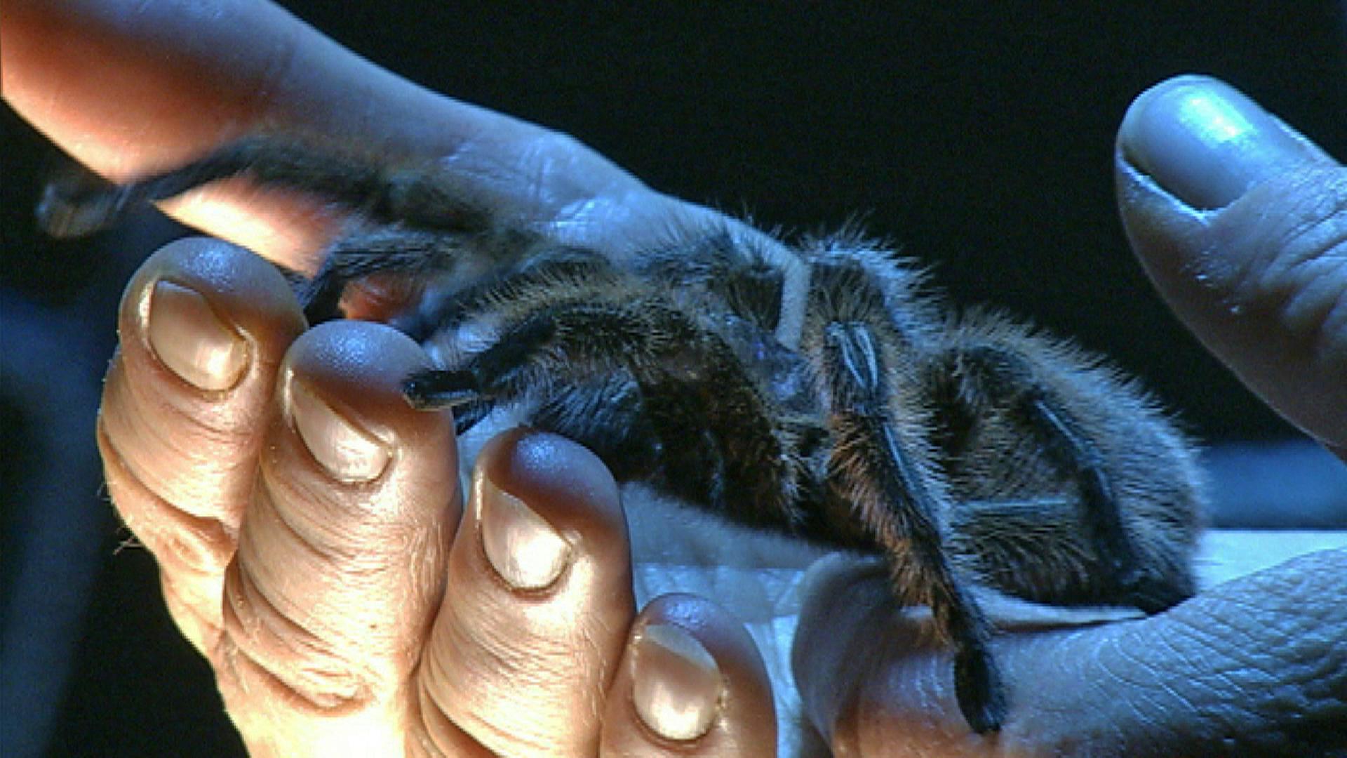 Vogelspinne auf Hand